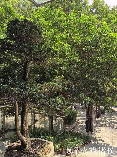 广州蒲公英赛季总结:拒绝德不配位 坚持从无到有 广州蒲公英赛季总结:拒绝德不配位 坚持从无到有